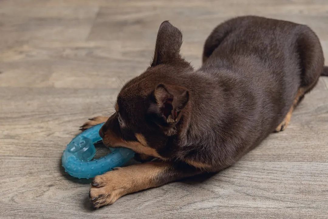 Beeztees Puppy Koel Bijtring - Blauw