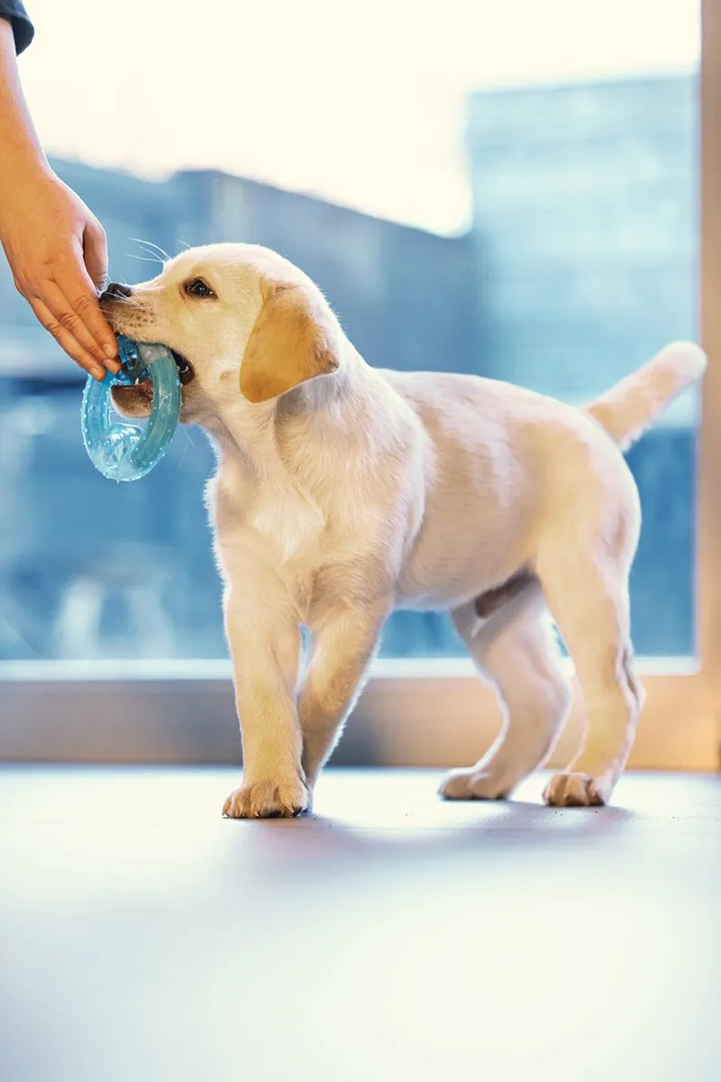 Beeztees Puppy Koel Bijtring - Blauw