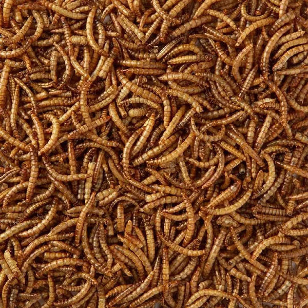 Topdiervoeding Meelwormen voor Vogels 5 Kilo