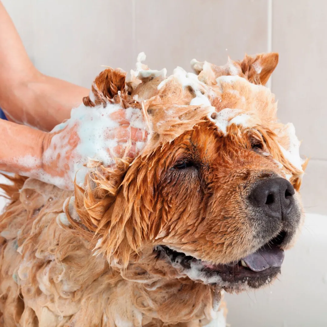 Beaphar Vlooienshampoo Hond/Kat 3x100ml