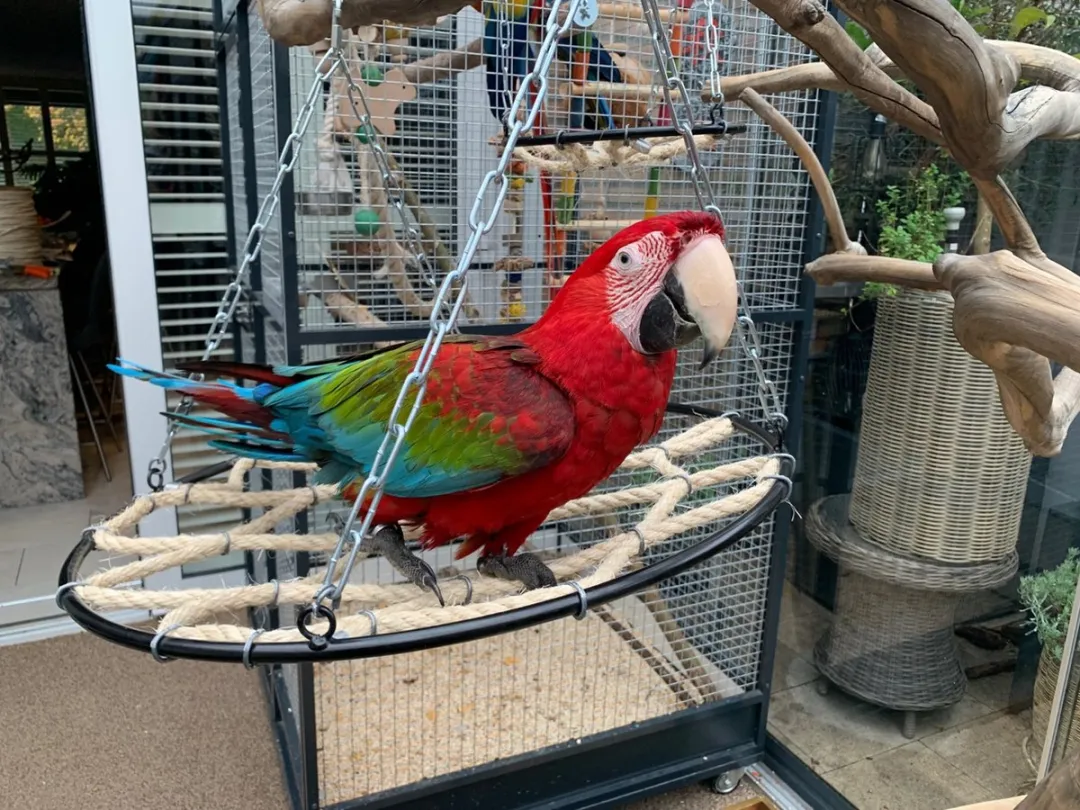 Home en Dier Vogelspeelgoed Klimrek - Beige/Zwart