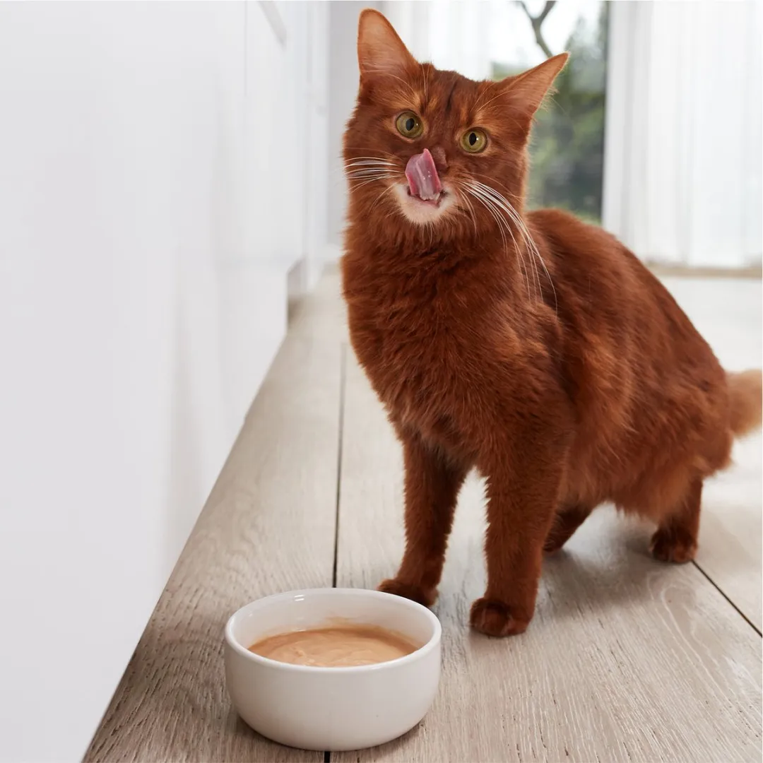 GimCat Pudding - 8 Stuks
