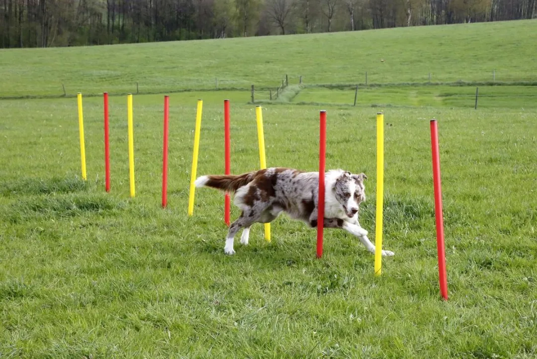 Kerbl Agility Set - Multikleur