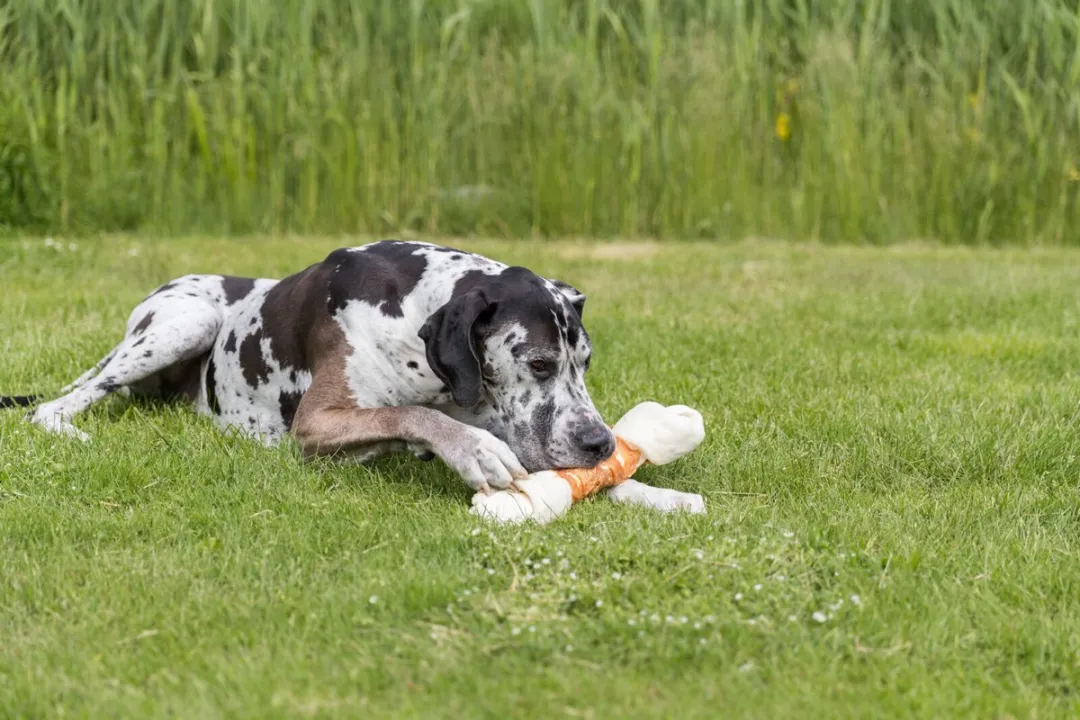Trixie Dentafun Chicken Chewbot Hondensnack 500g - afbeelding 3 van 3