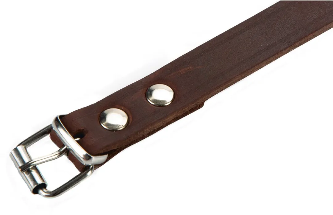 Beeztees Halsband Hond Bruin - 35,5-41,5cm x 18mm