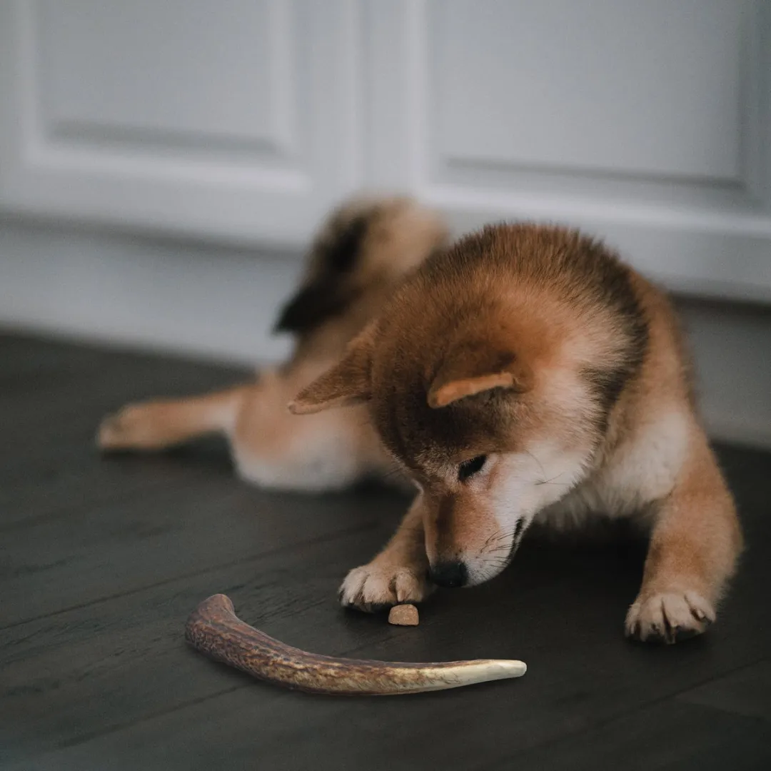 Hertengewei – Maat M (100–150 g) – 100% Natuurlijk Kauwbot voor Honden