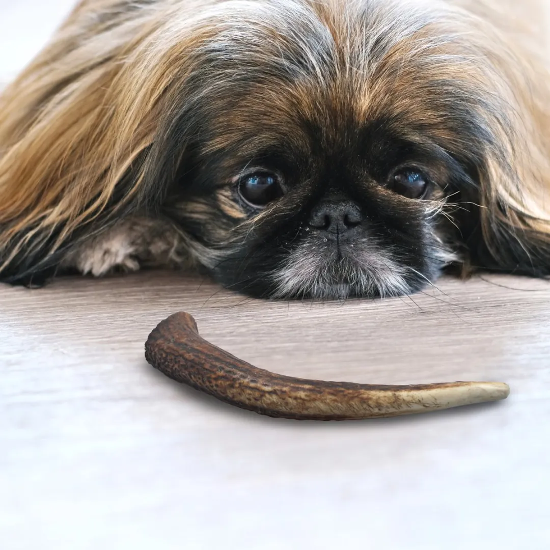 Hertengewei – Maat M (100–150 g) – 100% Natuurlijk Kauwbot voor Honden