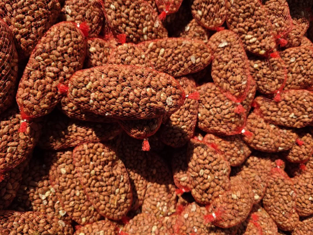Topdiervoeding.nl Pindanetjes 10kg - 50x200g