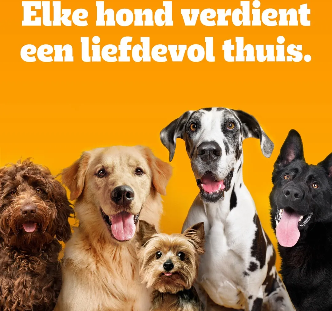 Pedigree Adult Mini Hondenbrokken Rund en Groenten 12kg