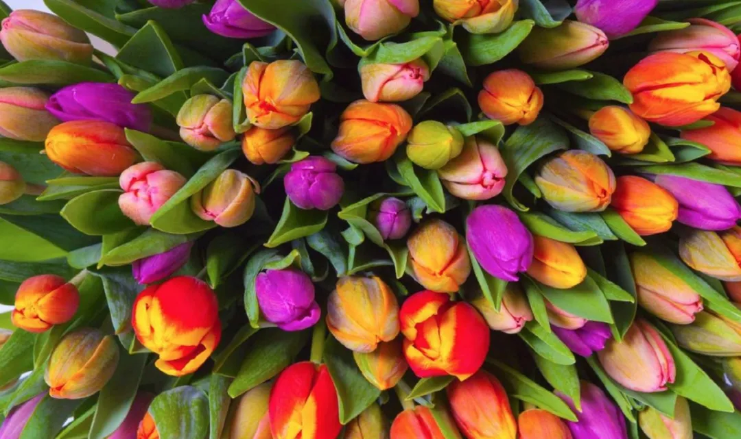 Piatnik Tulpen Puzzel 1000 Stuks - Multicolor