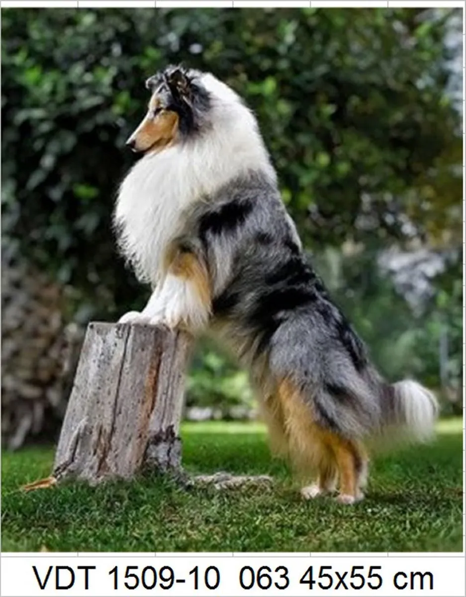 VDTOYS Diamond Painting VDTA063 Border Collie - 45x55cm
