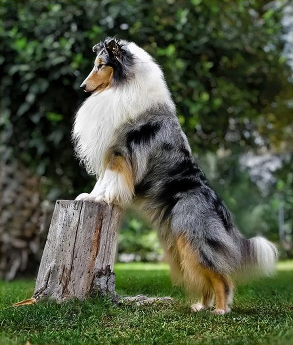VDTOYS Diamond Painting VDTA063 Border Collie