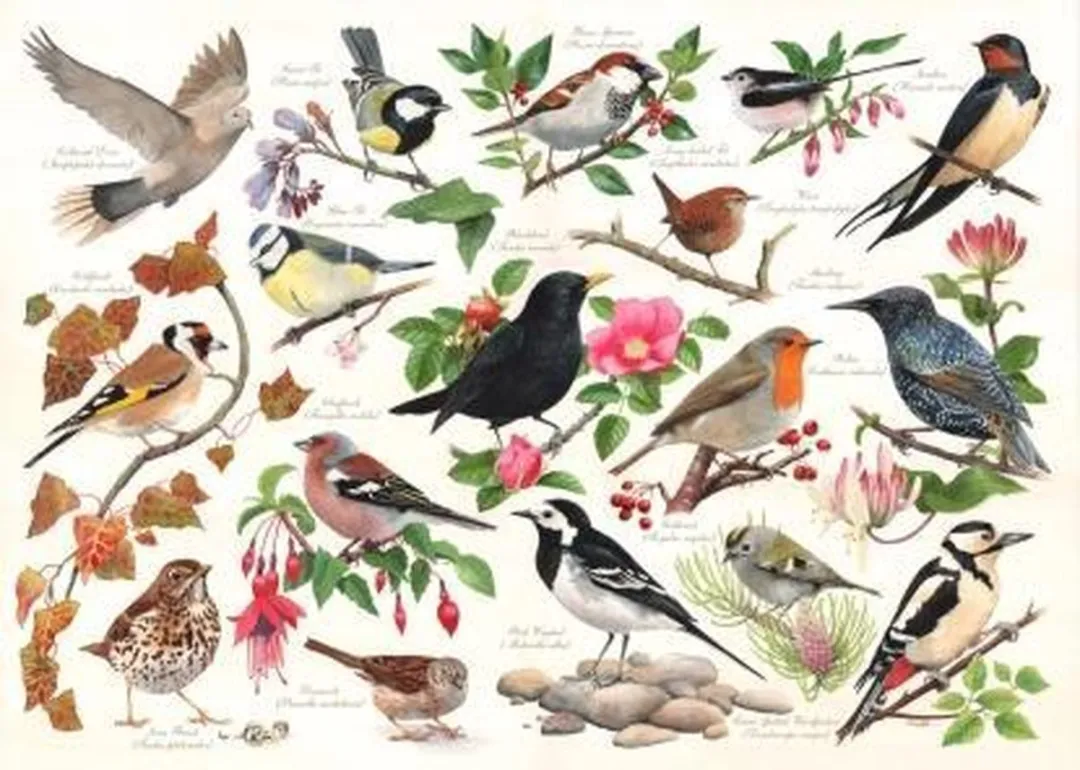 House Of Puzzles Birds in My Garden Legpuzzel 1000 Stuks - HP0471 - Multicolor