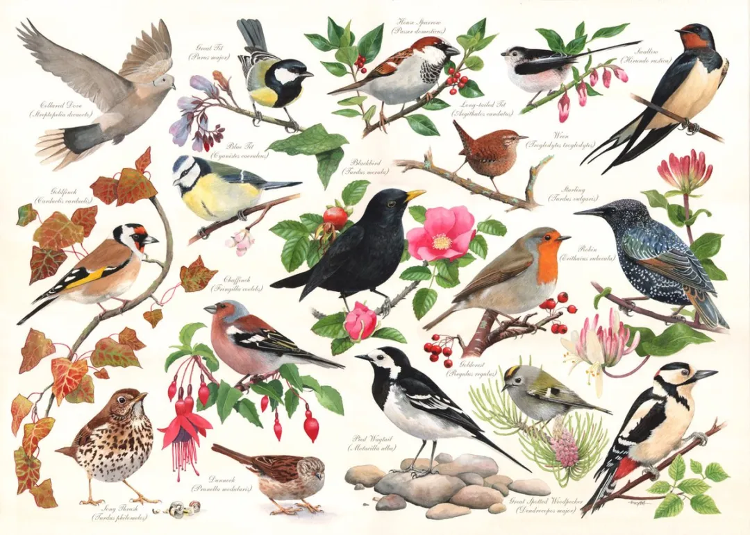 House Of Puzzles Birds in My Garden Legpuzzel 1000 Stuks - HP0471 - Multicolor