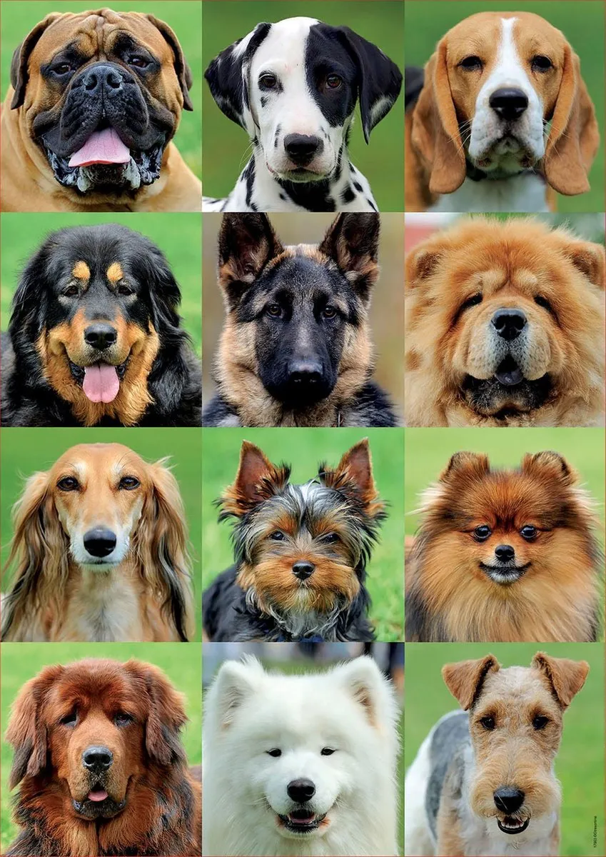 Educa Honden Puzzel 500 Stuks