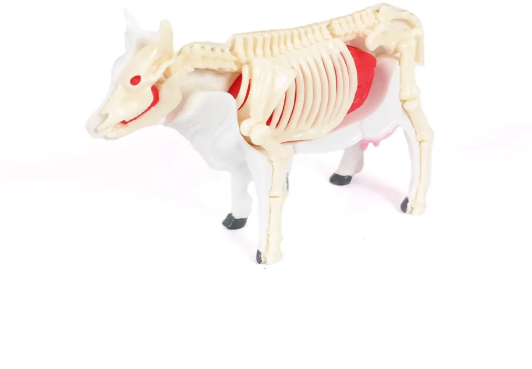 PIA Soft Toys 3D Anatomie Koe - Wit/Zwart