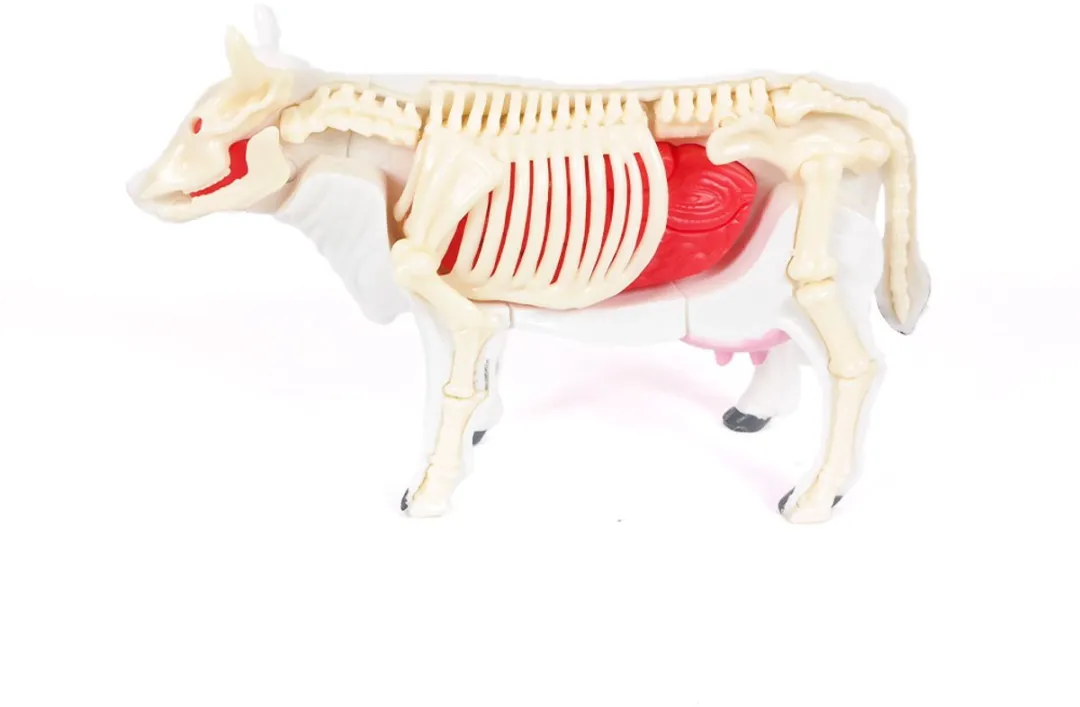 PIA Soft Toys 3D Anatomie Koe - Wit/Zwart