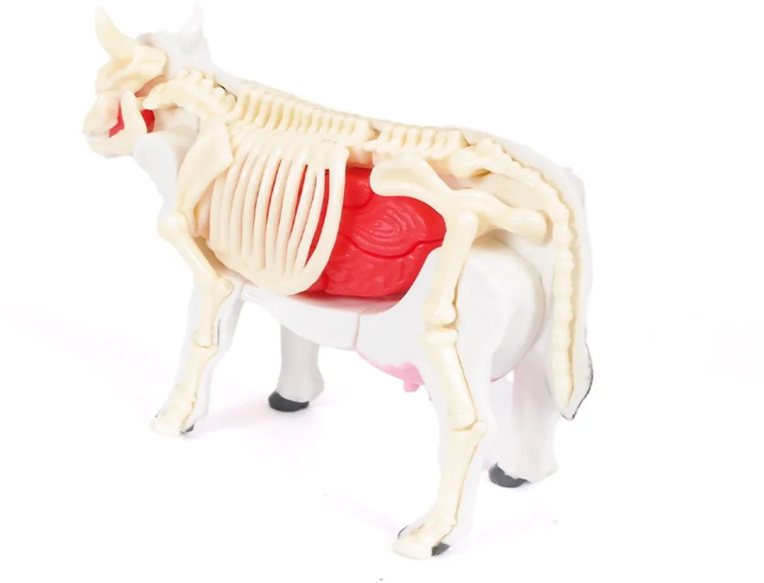 PIA Soft Toys 3D Anatomie Koe - Wit/Zwart - afbeelding 6 van 6