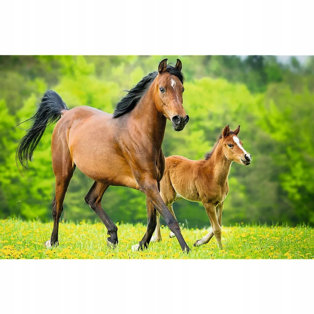 Trefl Mini Paarden Wereld Puzzel 54 Stukjes - Multicolor
