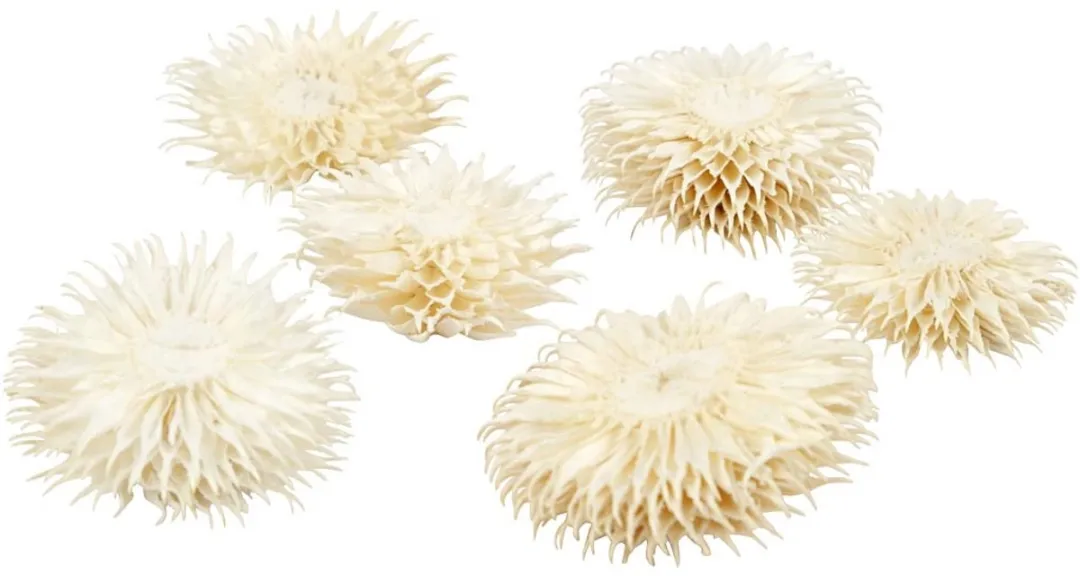 Creativ Company Gedroogde Bloemen - Multicolor - 6 Stuks