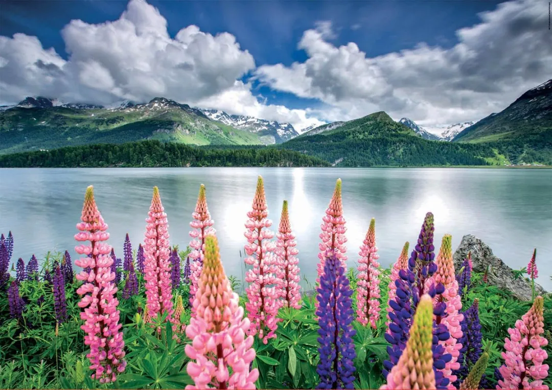 Educa Lupines in Zwitserland Legpuzzel 1500 Stuks - Multikleur
