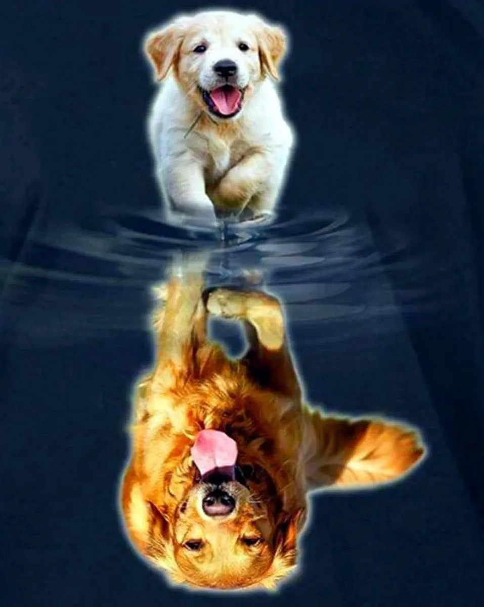 VDTOYS Diamond Painting VDTA087 Labrador 2 Reflection