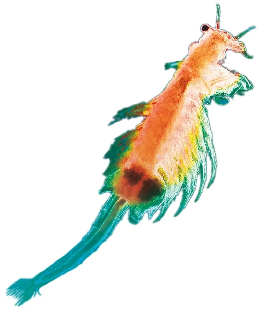 Kosmos Sea Dogs Experimenteerset 616779 - Pekelkreeftjes kweken