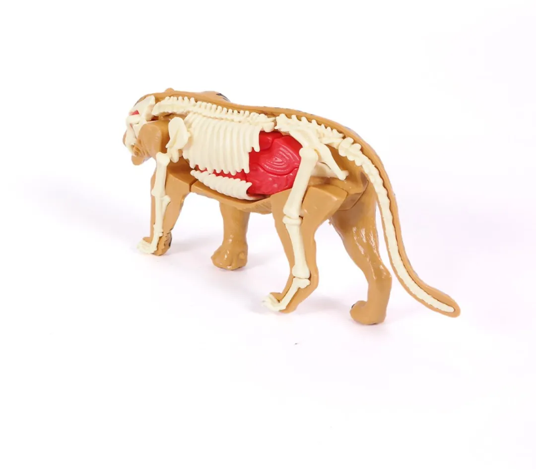 PIA Soft Toys 3D Anatomie Tijger - Zwart/Oranje - afbeelding 6 van 6