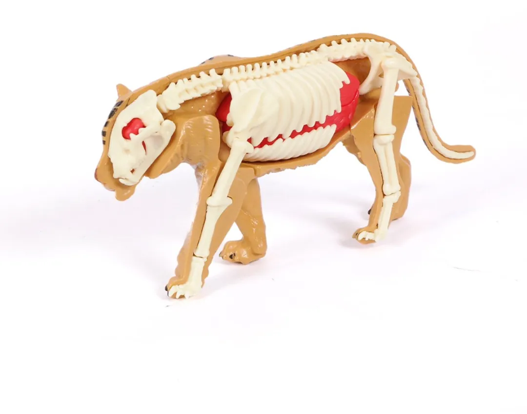 PIA Soft Toys 3D Anatomie Tijger - Zwart/Oranje