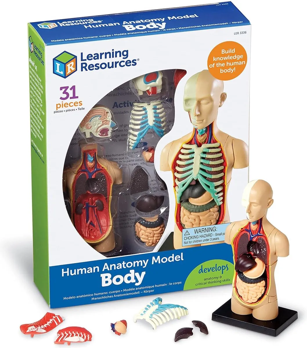 Learning Resources Menselijk Lichaam Anatomie Model