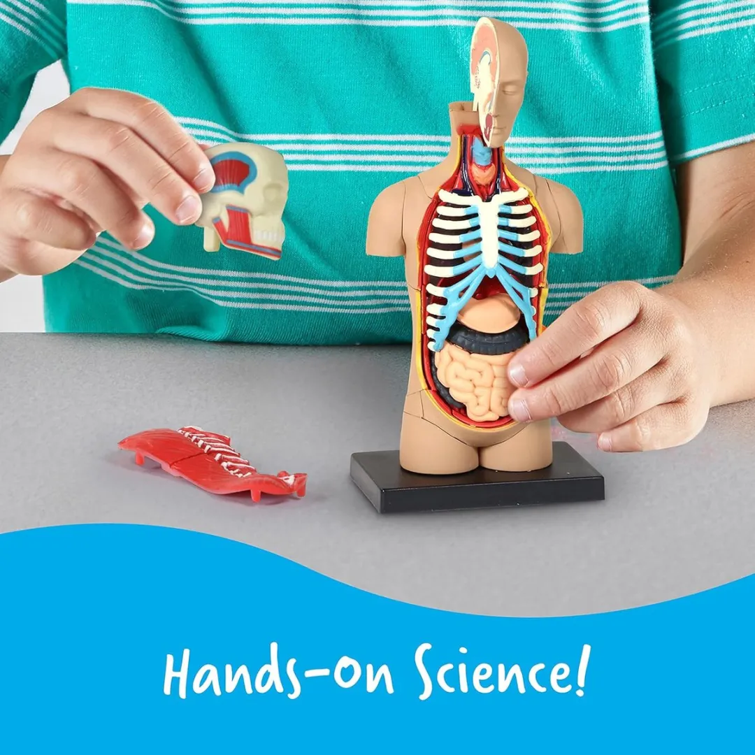 Learning Resources Menselijk Lichaam Anatomie Model - 31 Stuks