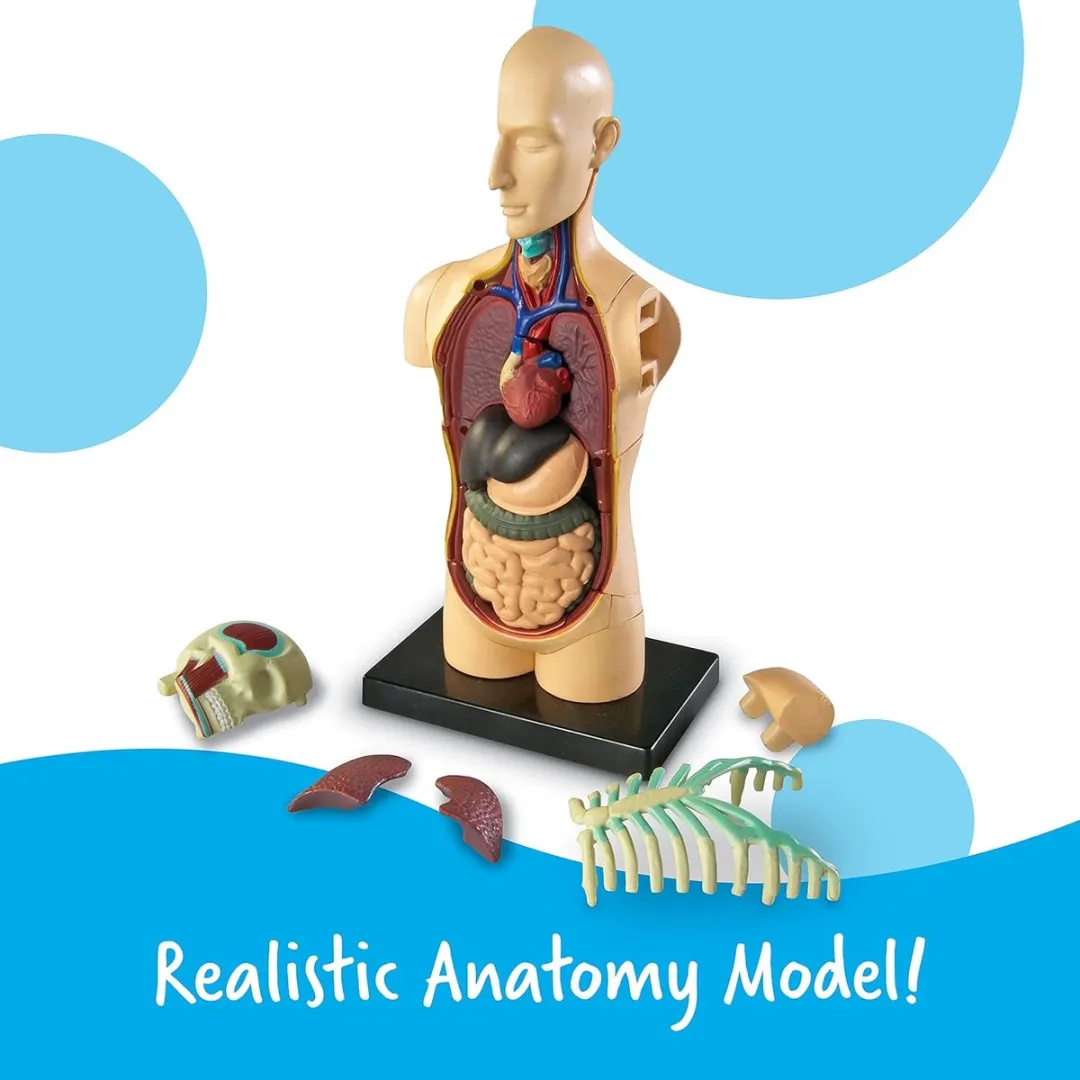 Learning Resources Menselijk Lichaam Anatomie Model - 31 Stuks