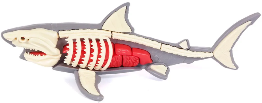 PIA Soft Toys Haai 3D Anatomie - Grijs