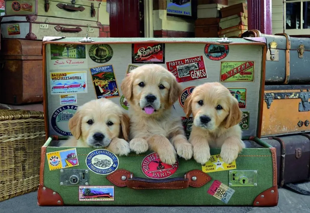 Educa Hunde im Koffer Puzzle 500 Stuks - Meerkleurig