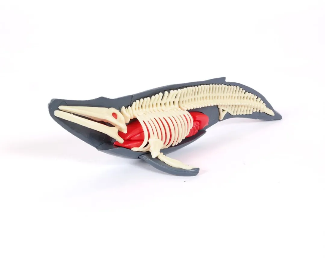 PIA Soft Toys Walvis 3D Anatomie