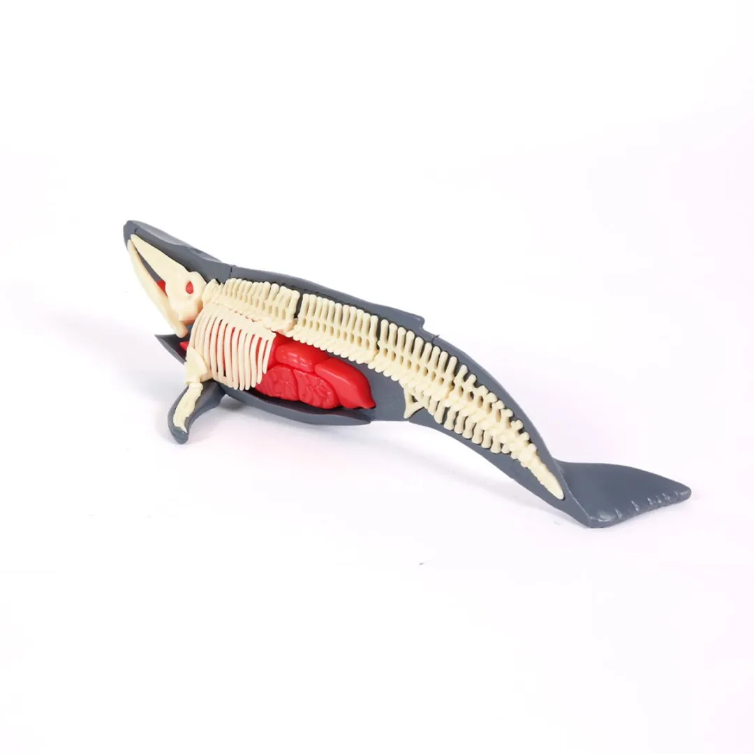 PIA Soft Toys Walvis 3D Anatomie