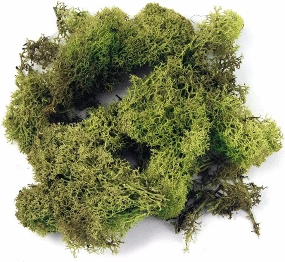 Rayher Decoratiemos Lichtgroen 3x100g