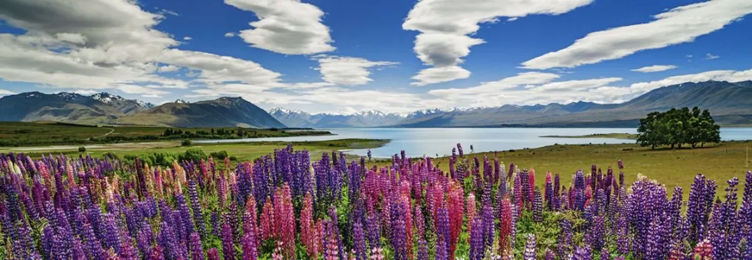 Heye Lake Tepako Puzzle 1000 Stuks - Meerkleurig