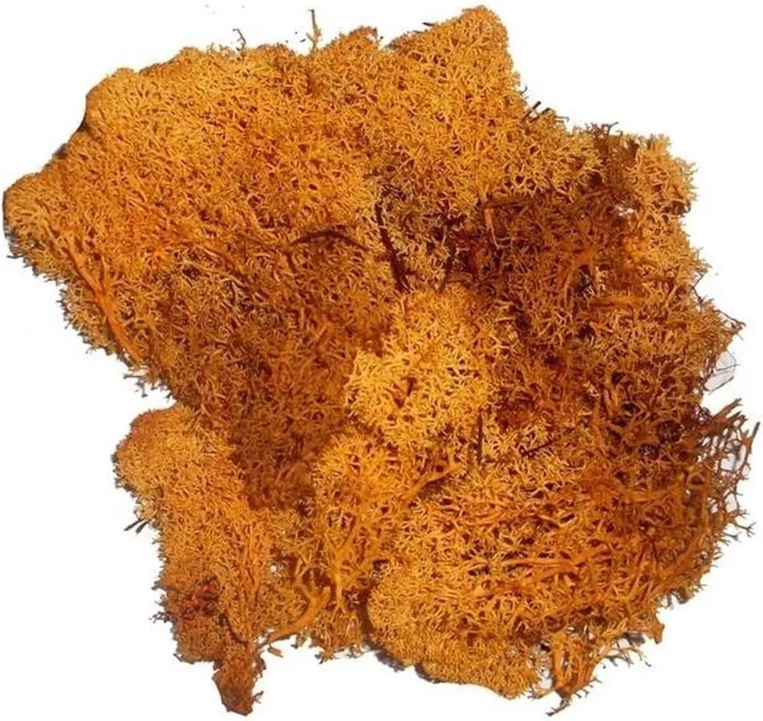 Glorex Hobby Nep Mos Oranje