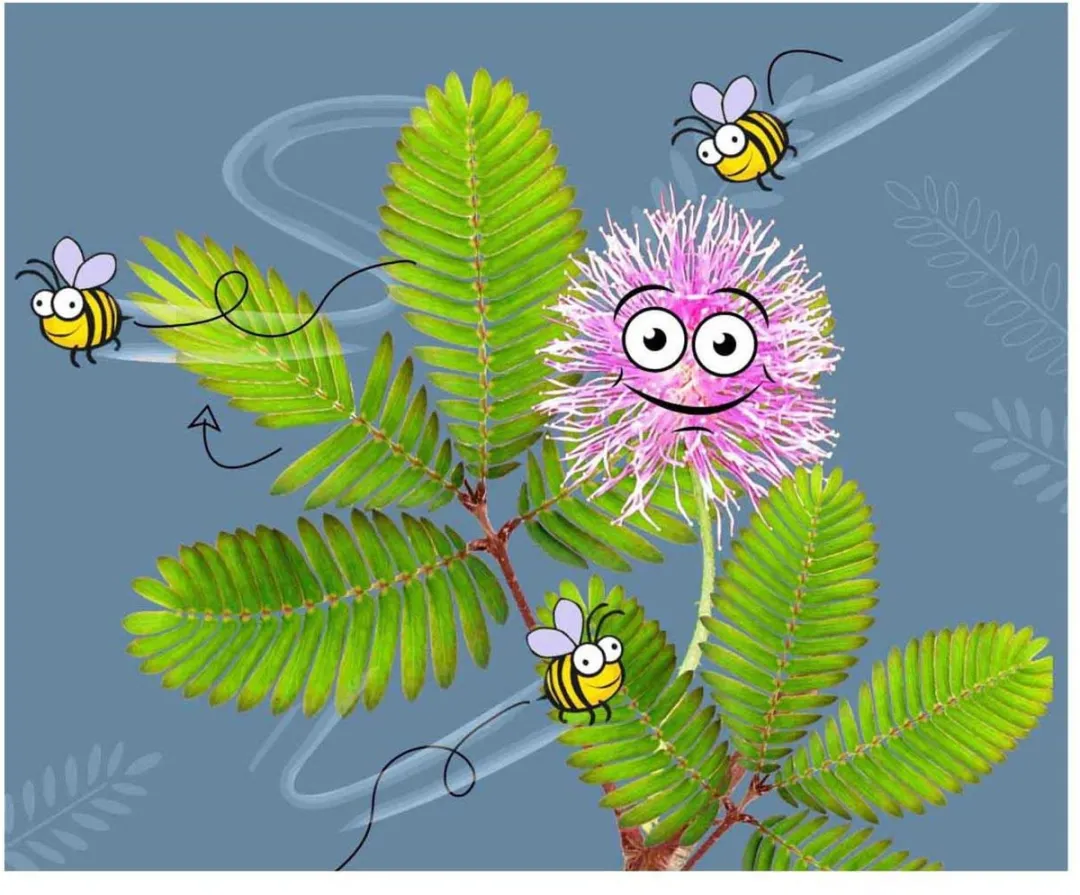 Kosmos Mimosa Garden Experimenteerset 617509 - Gevoelige plant - afbeelding 6 van 6