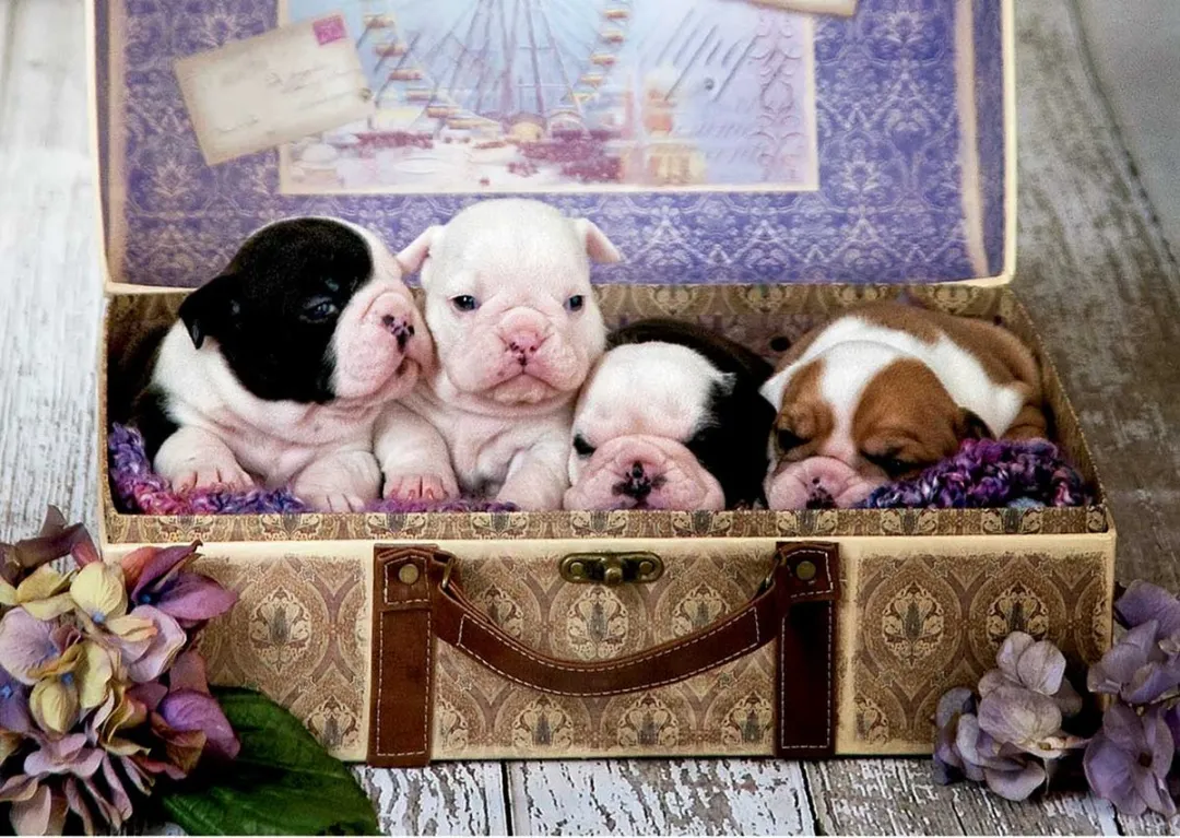 Educa Legpuzzel 500 Stuks Puppy's