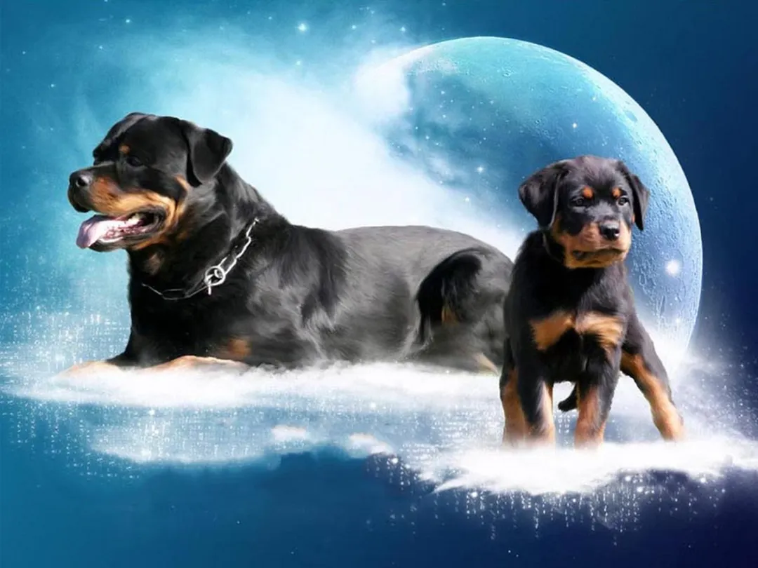 VDTOYS Diamond Painting VDTA100 Rottweiler