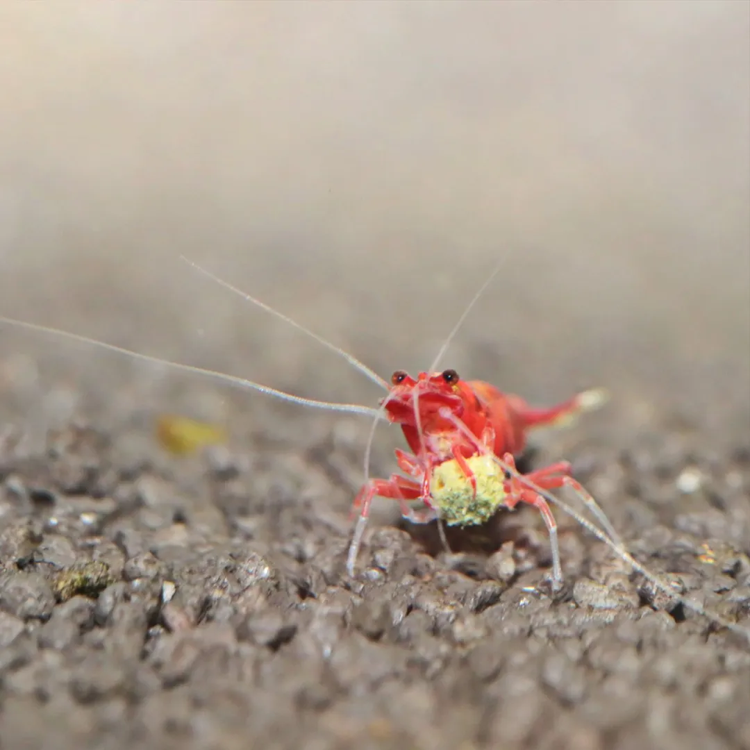 JBL Pronovo Shrimps Grano S