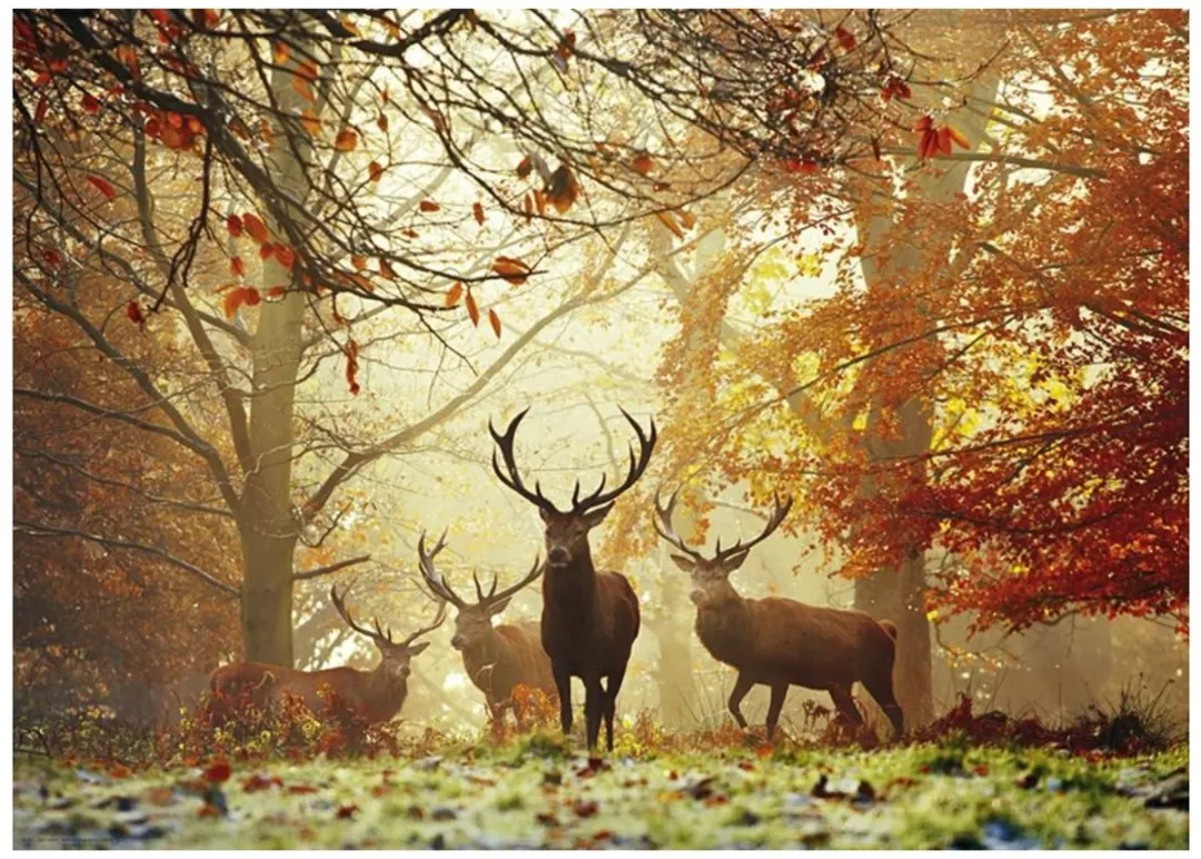 Heye Stags Magic Forest Puzzel 1000 Stuks - Multicolor