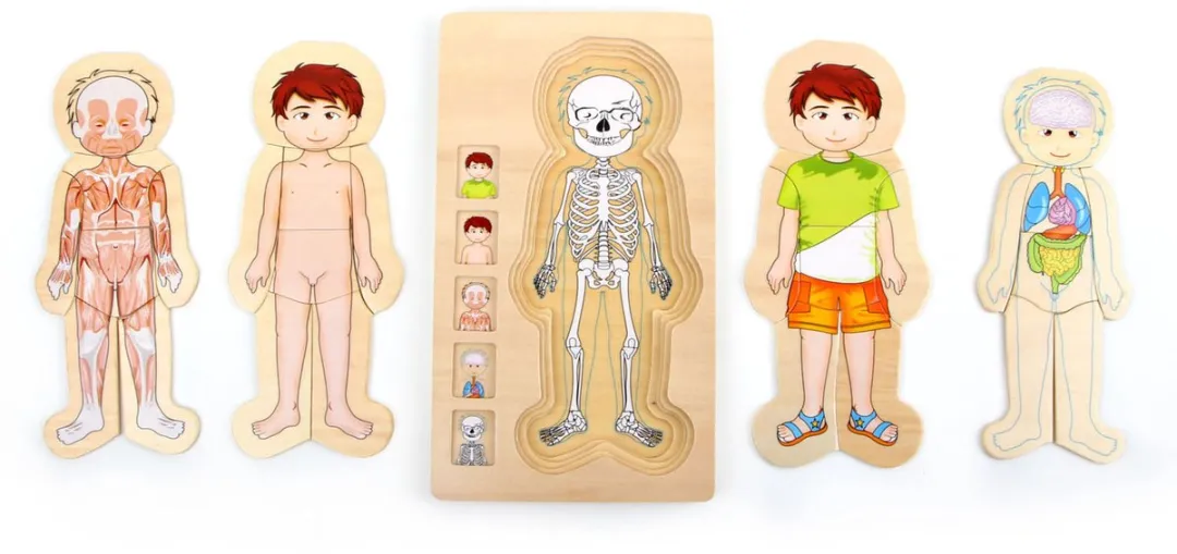 Small Foot Houten Lichaamspuzzel Jongen 29-delig - Multicolor