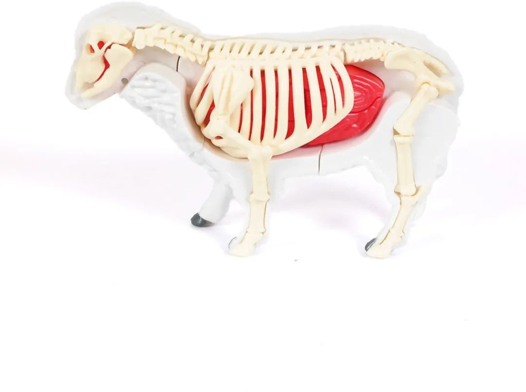 PIA Soft Toys 3D Anatomie Schaap - Rood/Wit