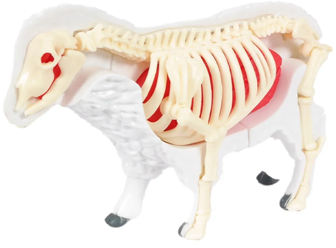 PIA Soft Toys 3D Anatomie Schaap - Rood/Wit