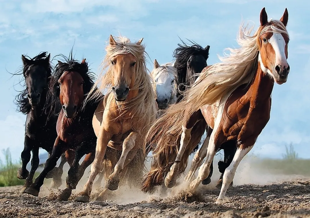 Trefl Paarden in galop Puzzel 1000 Stuks