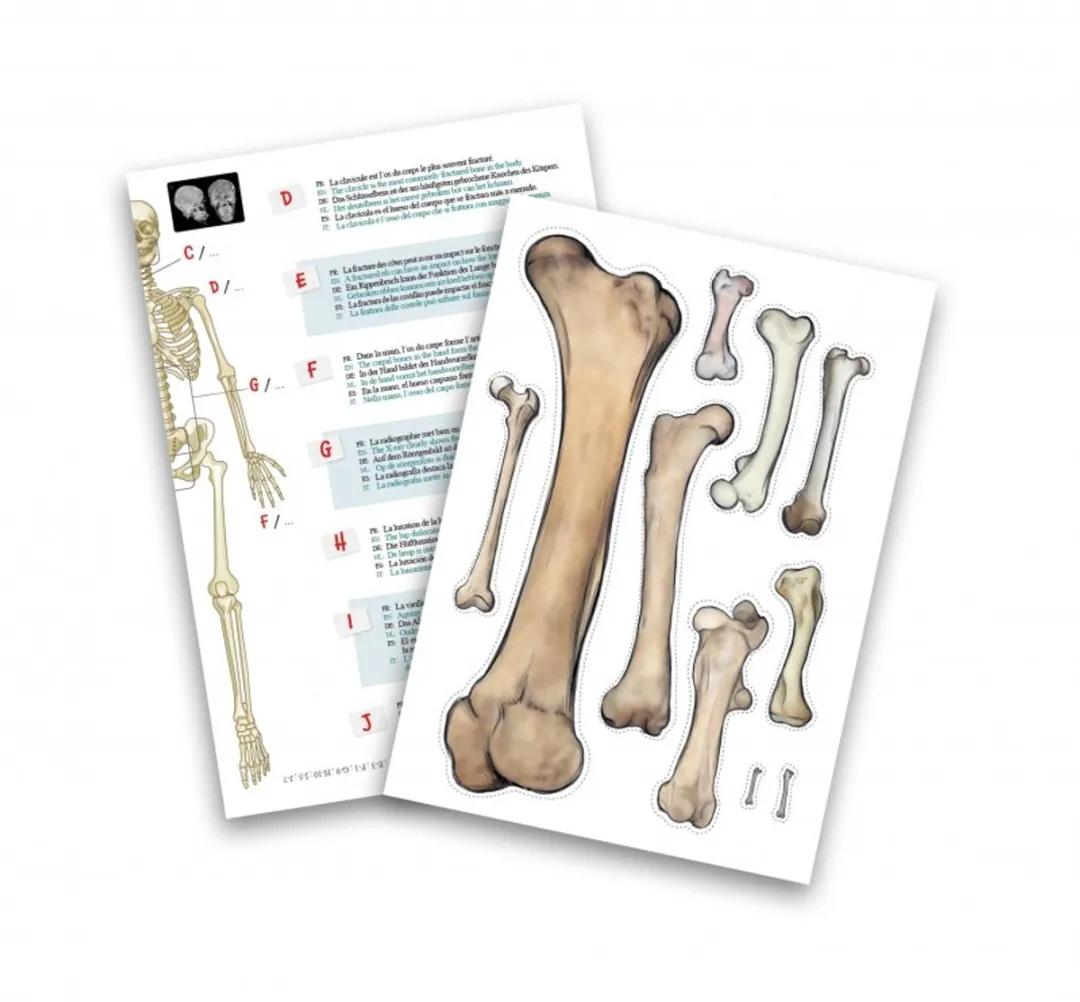 Buki France Skelet 45cm - Meerkleurig