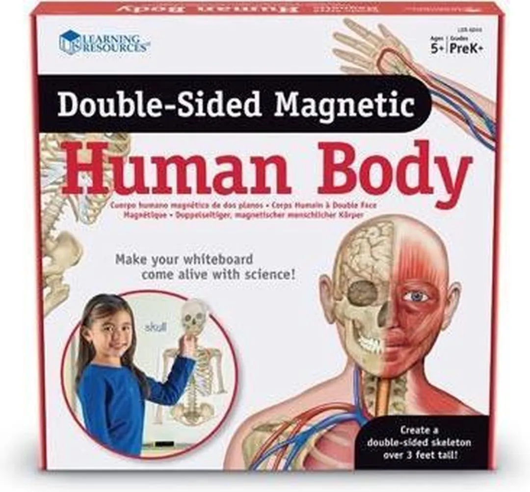 Learning Resources LER6044 Dubbelzijdige Anatomie Magneten - 4 Spelers